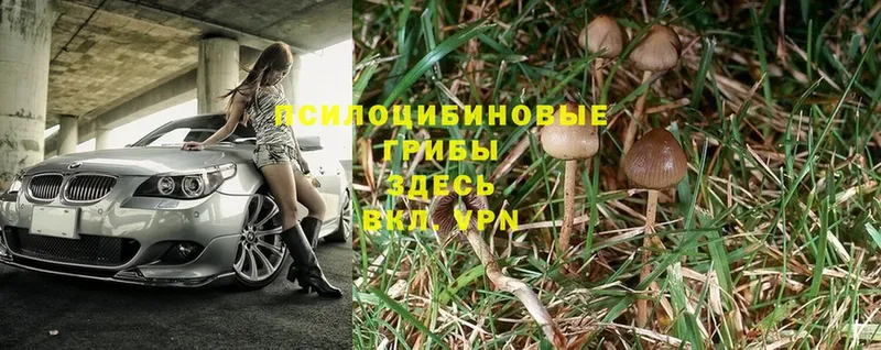 Псилоцибиновые грибы Psilocybe  наркота  кракен ТОР  Энгельс 